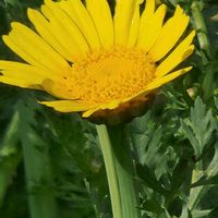 シュンギク,シュンギクの画像