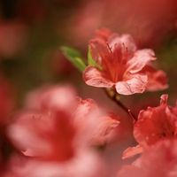 ヤマツツジの画像