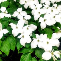 ヤマボウシ,ウォーキング,晴天☀️,お出かけ中,広島県呉市の画像