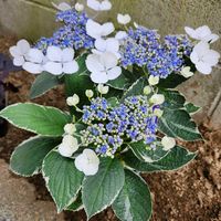 アジサイ,アジサイ,斑入りガクアジサイ・恋路ヶ浜,斑入りガクアジサイ・恋路ヶ浜,紫陽花 アジサイ あじさいの画像