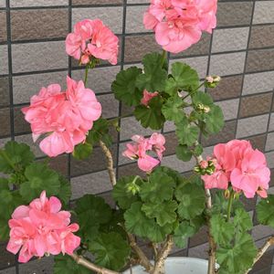 アリッサム,ゼラニウム,ゼラニウム,リーガルベゴニア,キッチンの画像