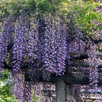 フジ,お出かけ先の画像