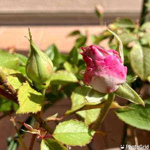 バラ,ブルーミスト,青バラ,ブルーローズ♡,家庭菜園奮闘日記の画像