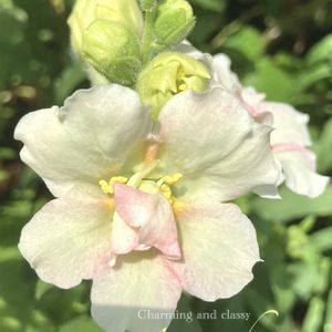 キンギョソウ,スナップドラゴン,花のある暮らし,緑のある暮らし,オオバコ科の画像