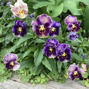 ビオラ,花壇,種から,ビオラ・パンジーの画像