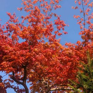 イロハモミジ,庭の画像