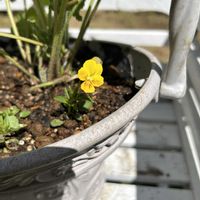 ビオラ,種まき,植中毒,川越ROKA,GS映えの画像