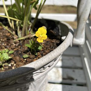 ビオラ,種まき,植中毒,川越ROKA,GS映えの画像