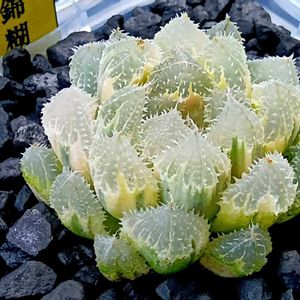 玄氷錦 糊斑,ハオルチア属,多肉ちゃん,ボタニカルライフ,ベランダーの画像