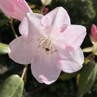 シャクナゲの画像