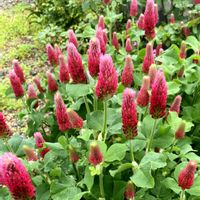 ストロベリーキャンドル,ガーデニング,お花,おうち園芸,小さな庭の画像