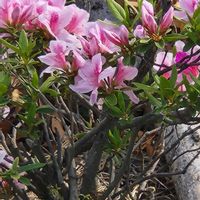 ツツジ,ツツジの画像