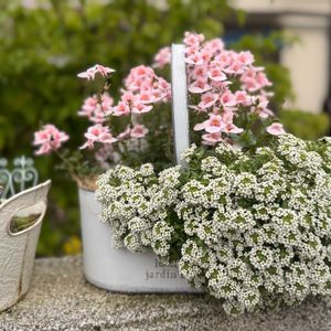 アリッサム,ディアスシア,寄せ植えの画像