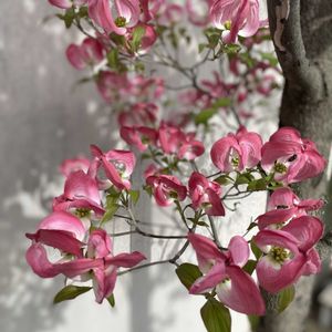 ハナミズキ,地植え,開花,ピンクの花,緑が好きの画像