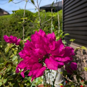 ゼラニウム,ブーゲンビリア,新緑。,ブーゲンビリア (ピンク),挿し木から成長の画像