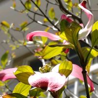 オオデマリ,ハナミズキ,ハナミズキ　赤,ハナミズキ(白)の画像