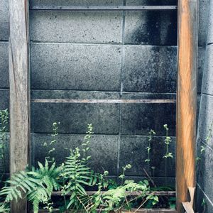 雑草,私の庭の画像