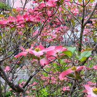 ハナミズキ,ハナミズキ,サンザシ,青空の下,今日のお花の画像