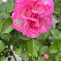 バラ,バラと夢CLUB,チーム岐阜,ピンクワールドへ ようこそ,ユーミンつながりの画像