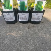 キュウリの画像