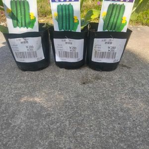 キュウリの画像