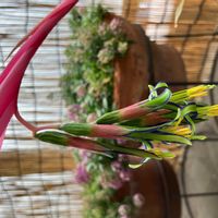 ヨウラクツツアナナス,女王の涙,ベランダの画像