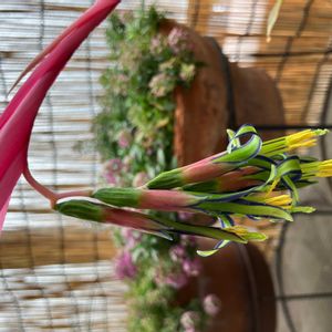 ヨウラクツツアナナス,女王の涙,ベランダの画像