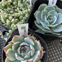 ジャガイモ,ツツジ,ハナミズキ,ハナミズキ,七福神の画像