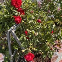 バラ,トゥルーブルーム,トゥルーブルーム　レッドキャプテン,花のある暮らし,花好きさんと繋がりたいの画像