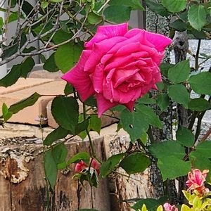 バラ,バラの画像