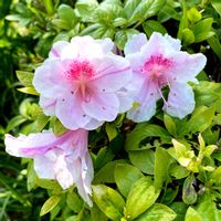 ツツジ,ツツジ,ツツジ,ツツジ,ツツジの画像