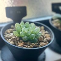 オブツーサ,観葉植物,ハオルチア属,窓際,水やりの画像