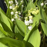 スズラン,庭の画像