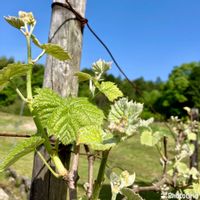 ブドウ,シャインマスカット,家庭果樹,家庭菜園奮闘日記,チーム岐阜の画像