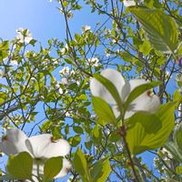 ハナミズキ,今日のお花の画像