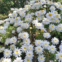 ネメシア,ヒナソウ,白花シラン,マーガレット スノーフレア,チーム愛知の画像