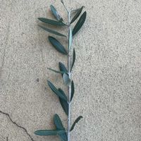 オリーブの画像