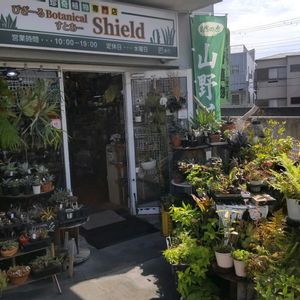 多肉植物,ウラボシ科,ビカクシダ属,食中植物,塊根の画像