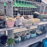 多肉植物,多肉棚,多肉植物初心者の画像