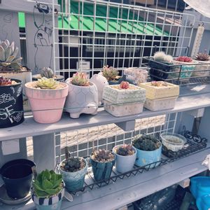 多肉植物,多肉棚,多肉植物初心者の画像