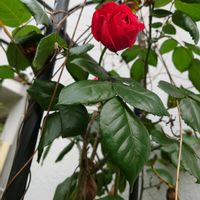 モンステラ,ジャングル化,癒しの場所,ピエールドゥ・ロンサールさん,玄関アプローチの画像