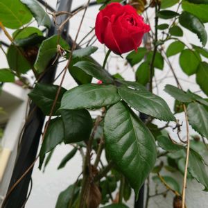 モンステラ,ジャングル化,癒しの場所,ピエールドゥ・ロンサールさん,玄関アプローチの画像