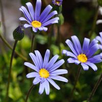 クレマチス,チューリップ,チューリップ,バラ,ブルーデージーの画像