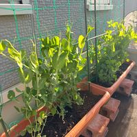 スナップエンドウ,絹さやえんどう,家庭菜園奮闘日記,緑がある暮らし,家庭菜園の画像
