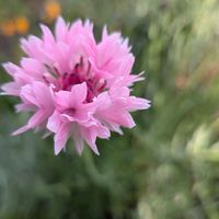 ヤグルマギクの画像