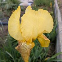 ジャーマンアイリスの画像