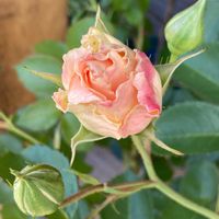 ロココ,ロココ,ピンクの花,バラ 鉢植え,薔薇♪の画像