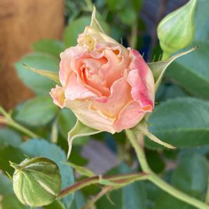 ロココ,ロココ,ピンクの花,バラ 鉢植え,薔薇♪の画像