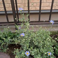 ダールベルグデージー,ブルーデージー,フォクスリータイム,アルメリア マリティマ,レースラベンダー　ミンティアイスの画像