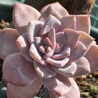 ミッシングユー,Missing You,多肉植物,エケベリア属,多肉大好きの画像